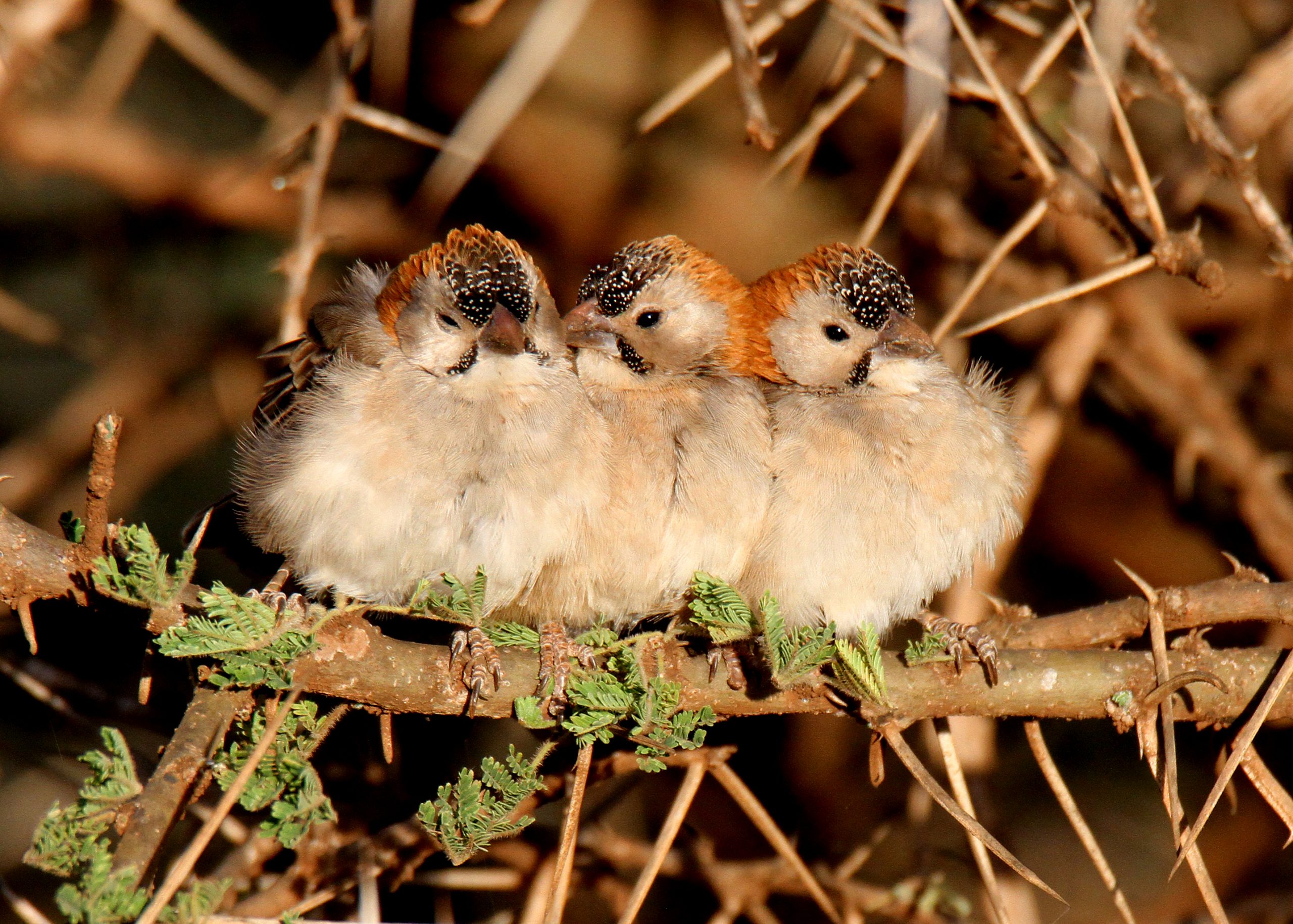 Nairobi National Park Birding