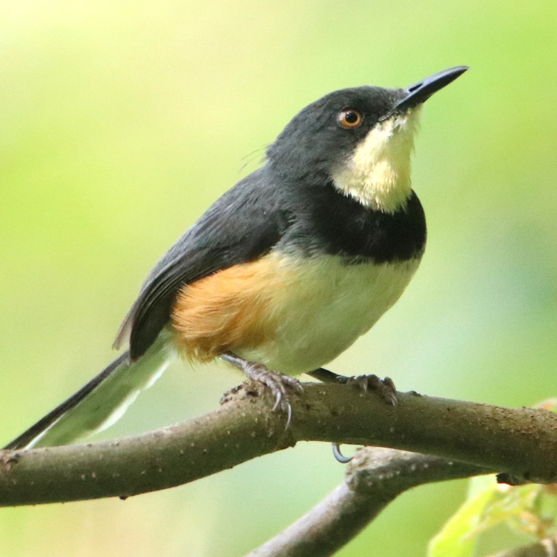 The Black-collared Apalis is distinguished by its bold black chest band and rich rufous flanks. Usually encountered in pairs, it favors the forest understory, tangled vines, and dense thickets #bird_brilliance #africanbirds #birdingphotography #allmightybirds #pocketbirds #eye_spy_birds #globalbigday #vogel #fotograﬁa #raw_birds