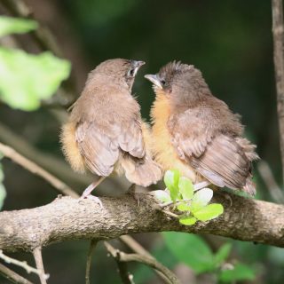 Rufous Chatterer juvenile, freshly out of the nest, seen begging persistently for food and attention from its parents #africanbirds #eye_spy_birds #birdwatchers #pocket_birds #all_mighty_birds #birdspotting #birdphotography #nature_cuties #vogel #fotógrafo #bird_brilliance #bird_captures