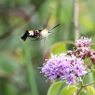 African Hummingbird Hawkmoth #insects_of_our_world #insects #macro_perfection #macro_brilliance #ip_insects #hawkmoth #king_insects #pocket_insects #buglife #macrophoto #exclusive_wildlife