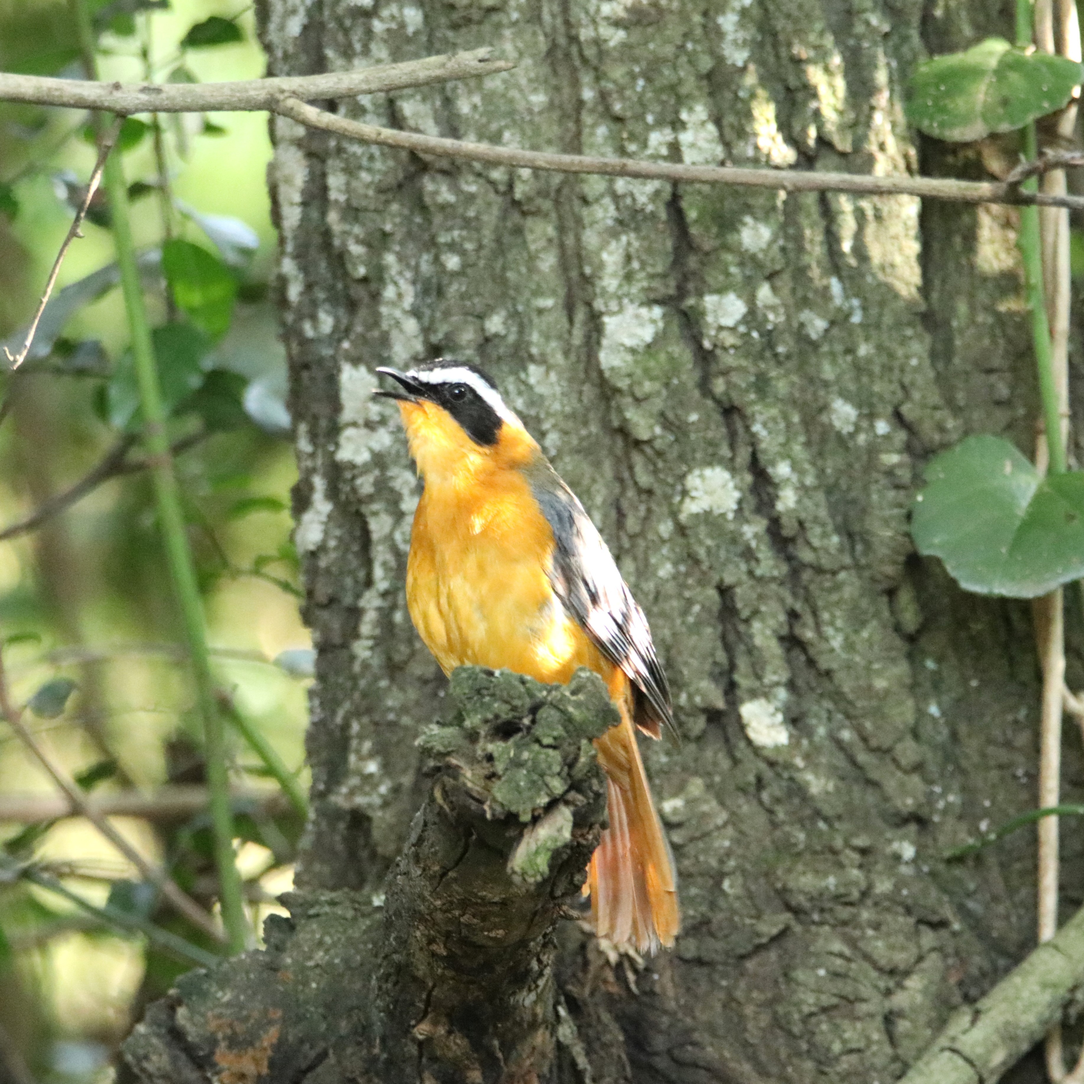 The White-browed Robin-Chat is one of the melodious songsters of the savannah, renowned for its rich and captivating dawn chorus #birds_illife #birds_nature #birding #eye_spy_birds #pocket_birds #maasaimara #birdphotography #nature_sultans #bestbirds #nature_lovers #nature_seekers