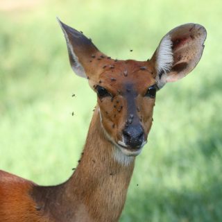 A female Southern Bushbuck, a forest edge, solitary antelope, cryptically colored and disruptively marked #bushbuck #mammals #splendid_animals #wildlife_perfection #earthfocus #wildlifeplanet #antelope #animalelite #animal_captures #wildlifephoto