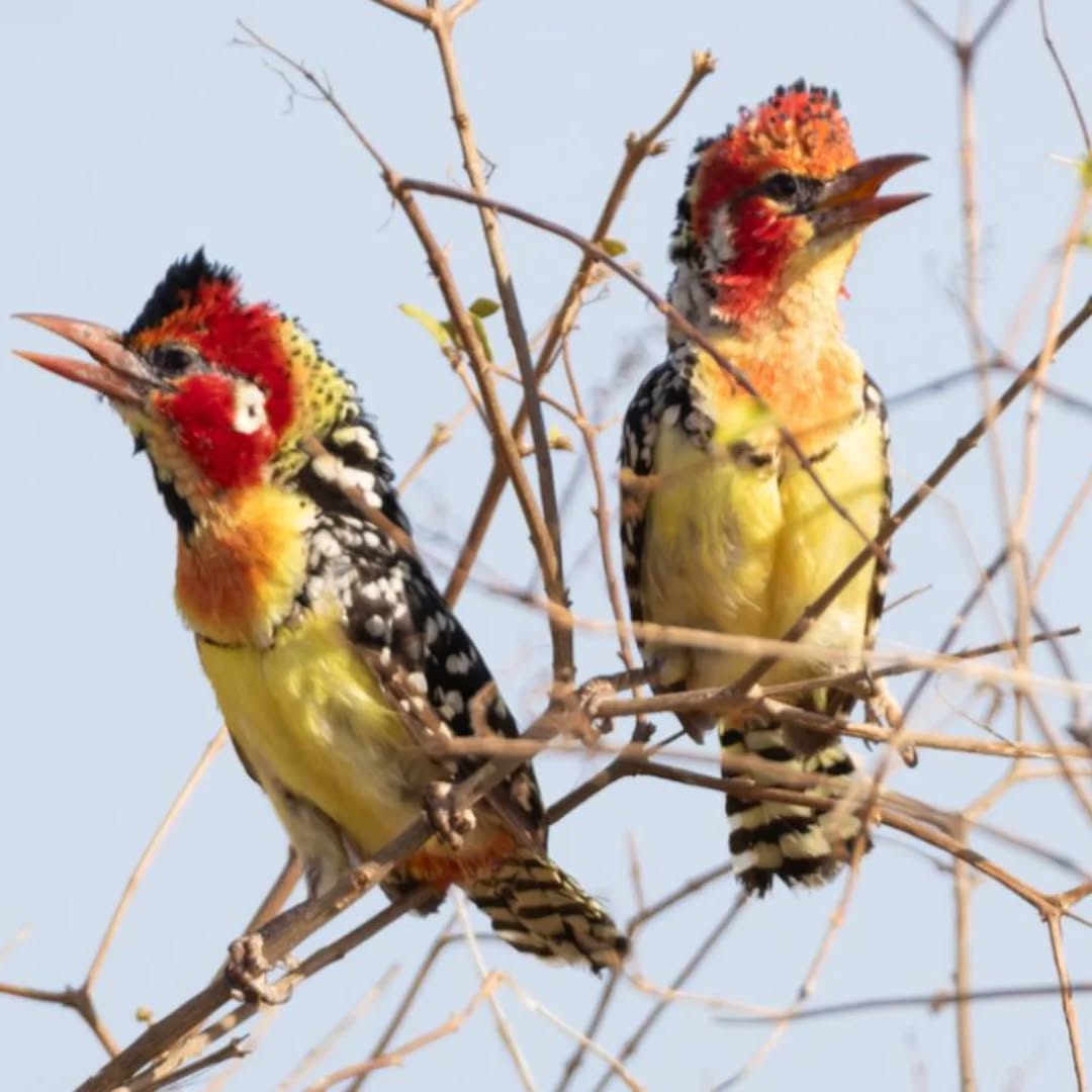 Red-and-yellow Barbet common in dry bush habitats 
.
.#barbet #birds_illife #bird_captures #birdspotting #birds_elite