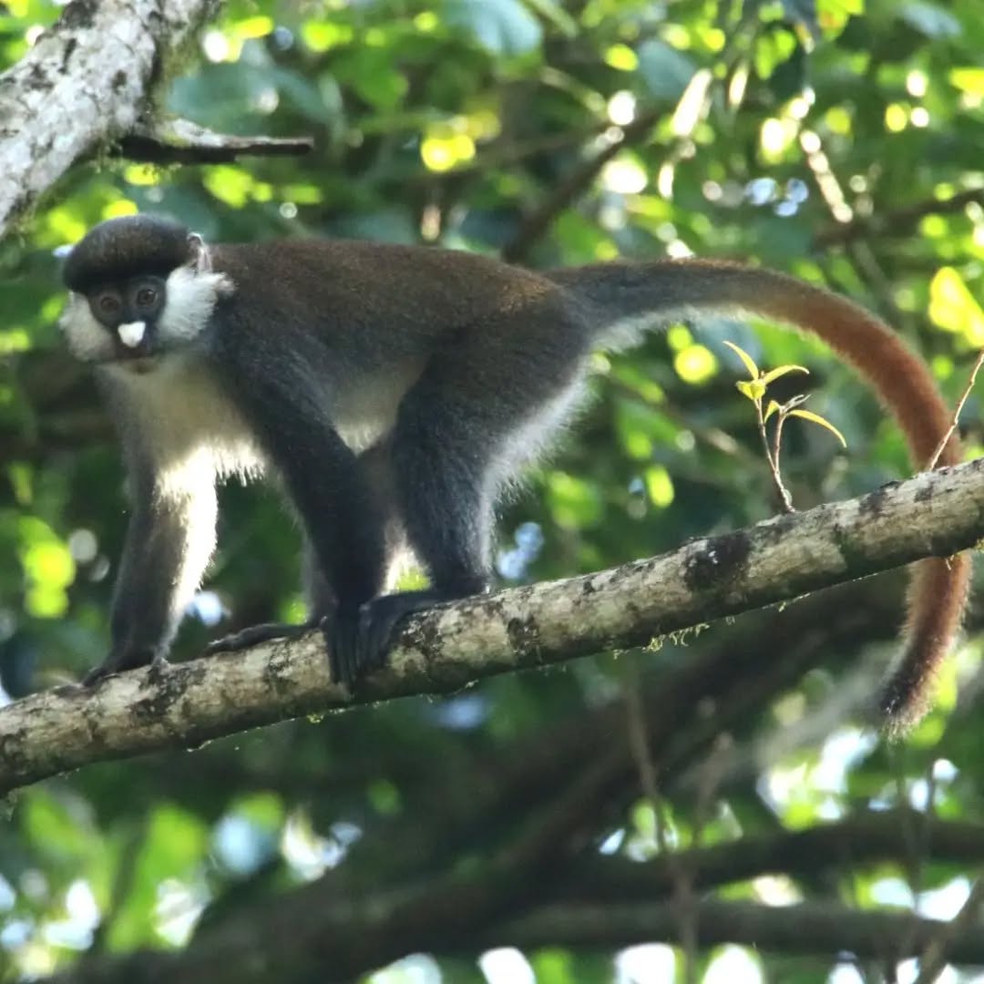 Red-tailed Monkey in Kakamega Forest
.
.
#monkey #monkeys #wildlifeplanet #wildlife_perfection #primate