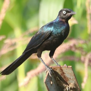 Rüppell's Starling is a large, fairly long-tailed glossy starling often found in dry savannas and open woodlands of East Africa.
.
.
#starling #birds_nature #bird_brilliance #africanbirds #pocket_birds #birdphoto #ig_birdwatchers #splendid_earth #bestofthebest #birdingphotography