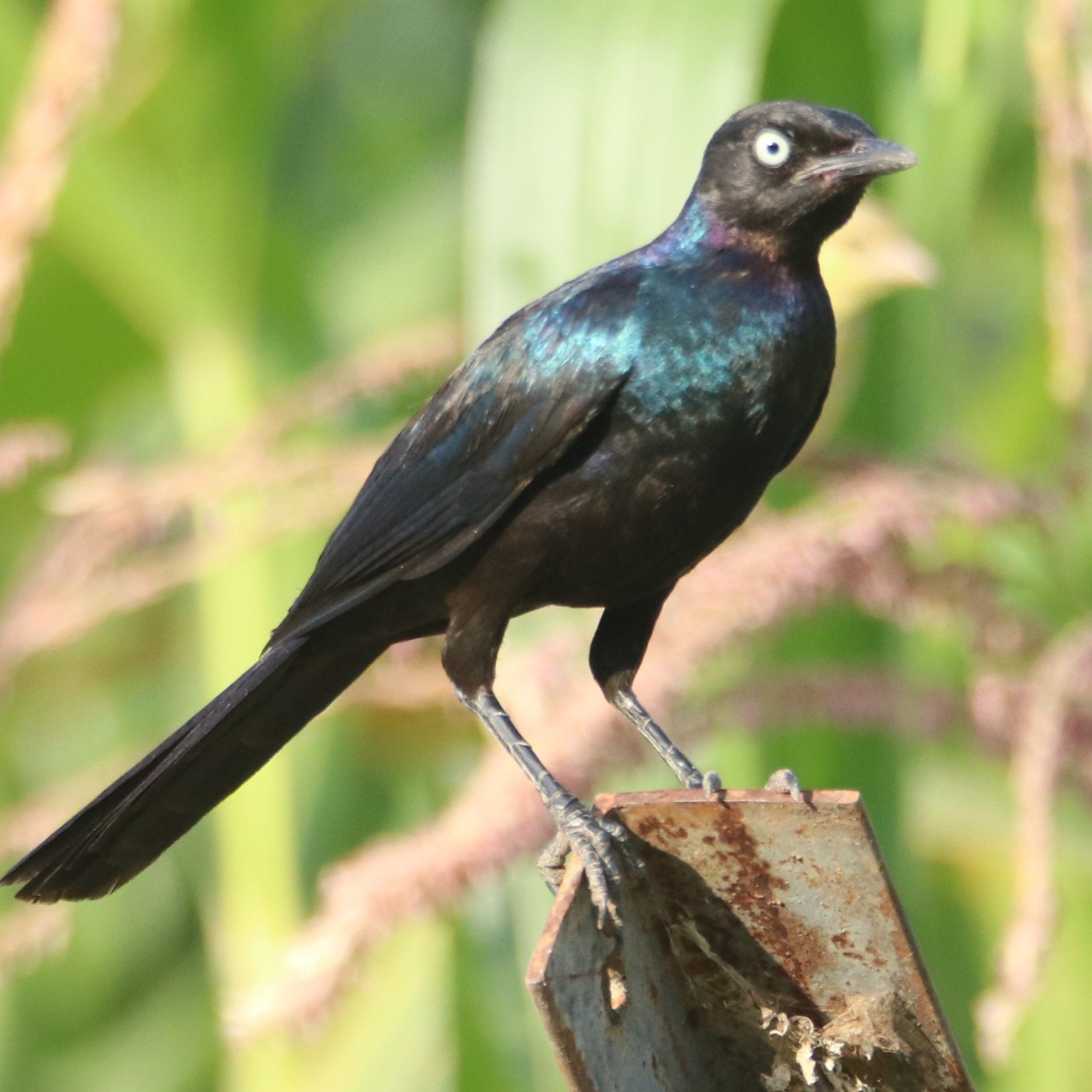 Rüppell's Starling is a large, fairly long-tailed glossy starling often found in dry savannas and open woodlands of East Africa.
.
.
#starling #birds_nature #bird_brilliance #africanbirds #pocket_birds #birdphoto #ig_birdwatchers #splendid_earth #bestofthebest #birdingphotography