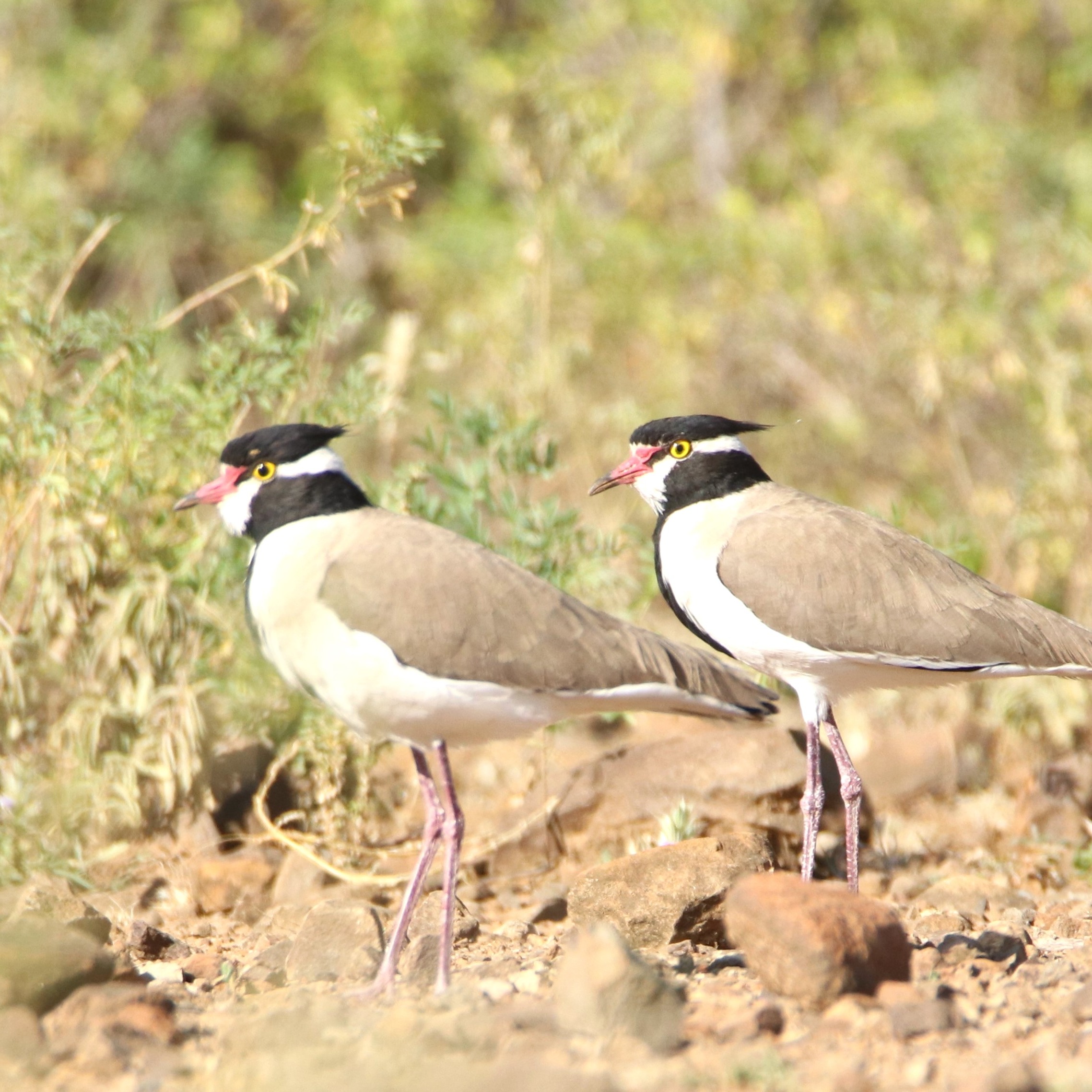The Black-headed Lapwing is unmistakable, distinguished by its conspicuous black-and-white head, warm brown upperparts, and pale underparts
.
.
#lapwing #nature_seekers #birding #splendid_earth #travel_africa #birds_illife #bestbirds #pocket_birds #vogel #passaros #pajaros #kuş #tori