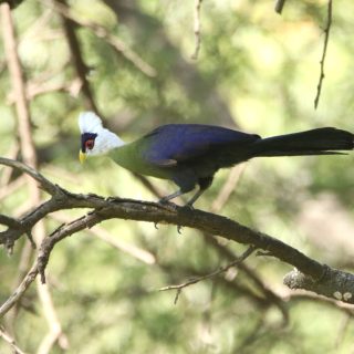 The White-crested Turaco, aptly named, has a white head and a black mark above the eye. Like all turacos, it displays large crimson wing patches in flight.
.
.
#turaco #instabird #bestbirdshot #nature_special_ #nature_cuties #bird_brilliance #bird_captures #vogel #birdphotography #nature_sultans #nature_lovers #birdwatching