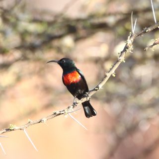 A male Abyssinian Sunbird has a long bill and a red-and-yellow band across the chest. It prefers semi-arid habitats and is seen feeding on acacia trees.

#sunbird #birds_nature #african_portraits #birdphotography #beautifulviews #pocket_birds #raw_birds #birds_illife #best_moments_nature #birds_captures #your_best_bird