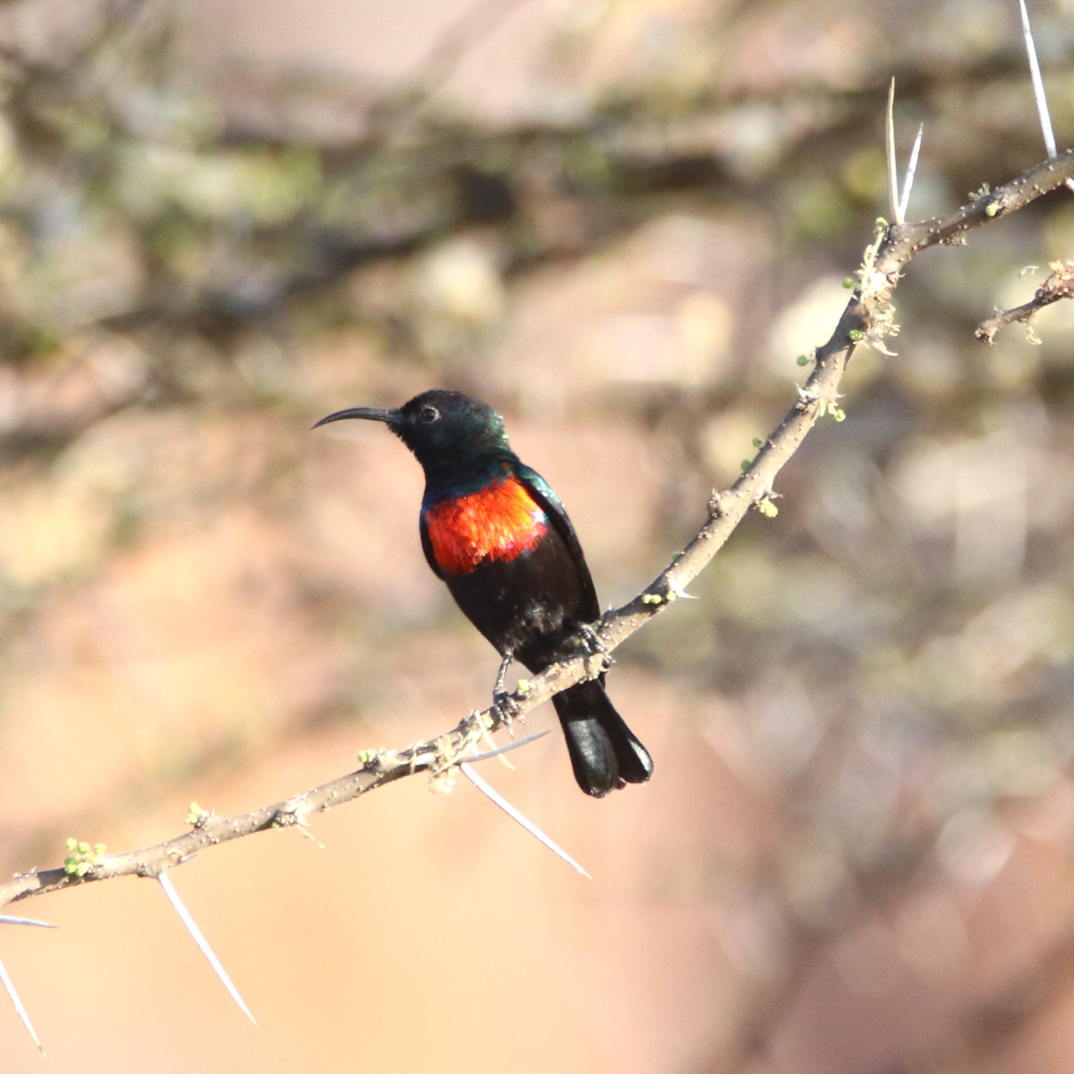 A male Abyssinian Sunbird has a long bill and a red-and-yellow band across the chest. It prefers semi-arid habitats and is seen feeding on acacia trees.

#sunbird #birds_nature #african_portraits #birdphotography #beautifulviews #pocket_birds #raw_birds #birds_illife #best_moments_nature #birds_captures #your_best_bird