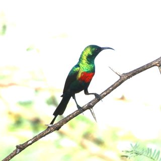 A male Beautiful Sunbird, a slim, long-billed sunbird of dry habitats; the female is plain with grey-brown upperparts and white underparts tinged with yellow.
.
.
#sunbird #instabird #best_birds_of_ig #bird_brilliance #birdphoto #africanbirds #eye_spy_birds #nature_sultans #vogel #bestbirds