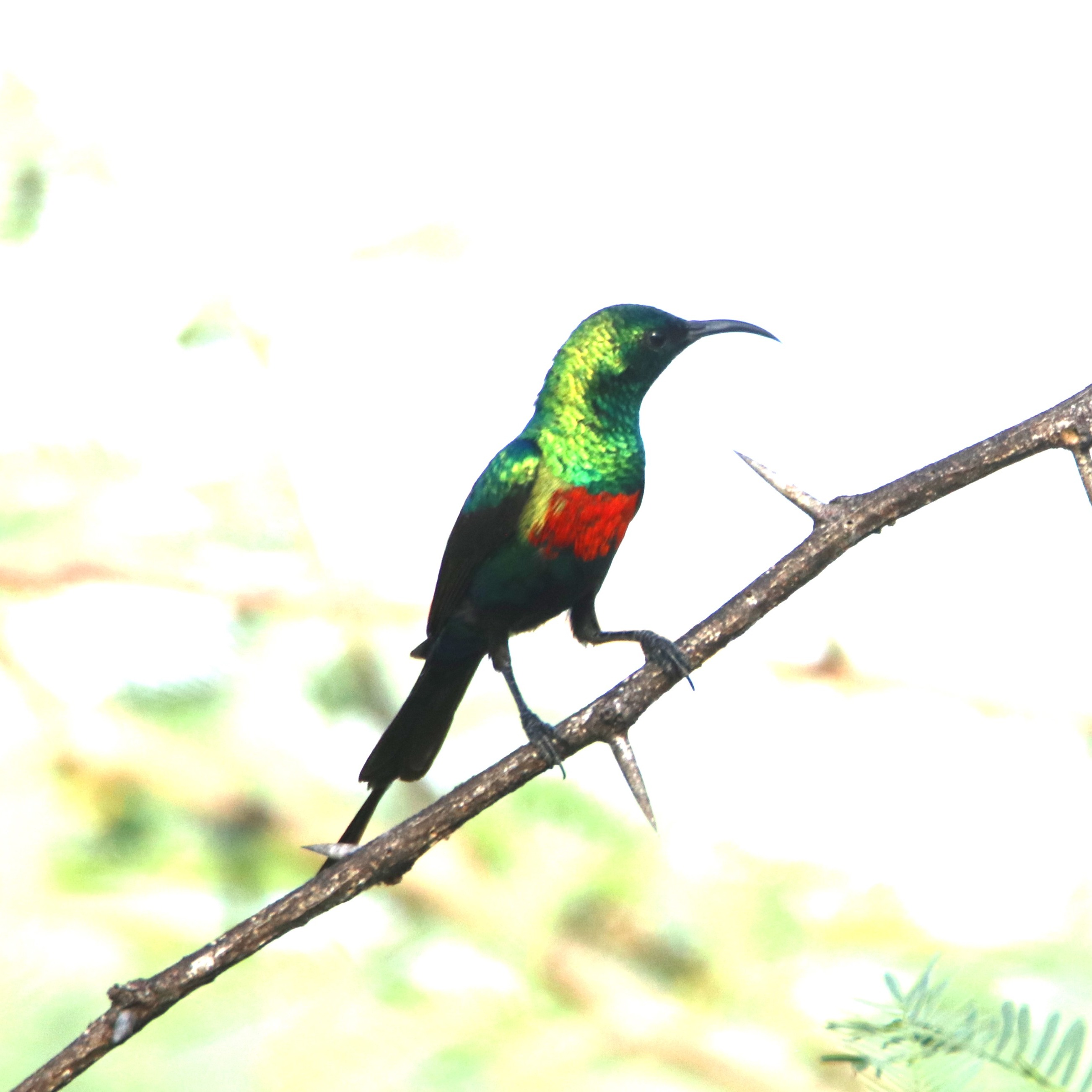 A male Beautiful Sunbird, a slim, long-billed sunbird of dry habitats; the female is plain with grey-brown upperparts and white underparts tinged with yellow.
.
.
#sunbird #instabird #best_birds_of_ig #bird_brilliance #birdphoto #africanbirds #eye_spy_birds #nature_sultans #vogel #bestbirds