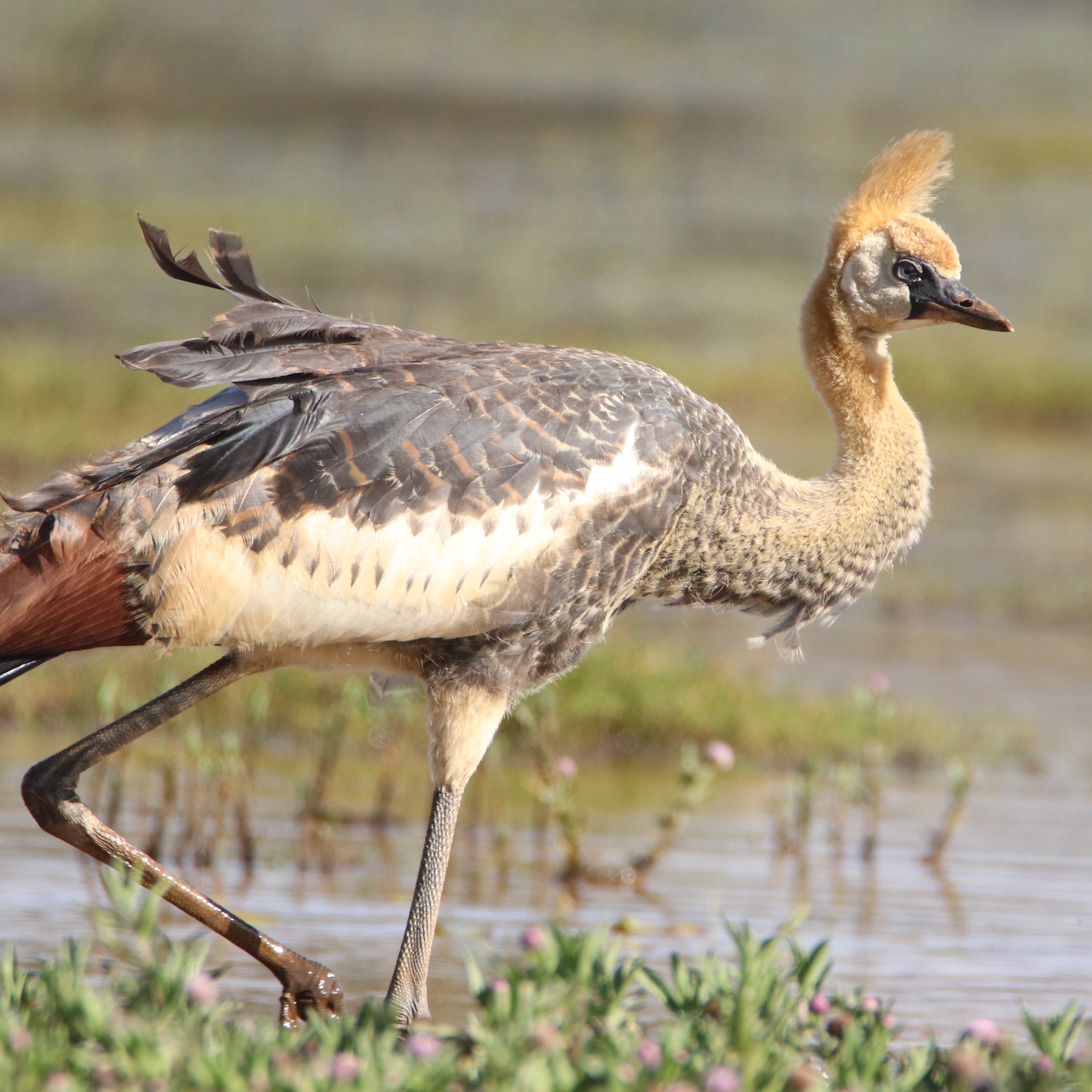 Grey Crowned Crane in Manguo Swamp
.
.
#crane #aves #africanbirds #eye_spy_birds #birds_adored #manguo #your_best_birds #pocket_birds #allmightybirds #birdwatching