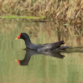 A Common Moorhen foraging along the edges of Lily Lake in Karura Forest.
.
. 
#moorhen #birding #birds_illife #birds_nature #birdsplanet #birdspotting #forestwalk #karuraforest #daytour