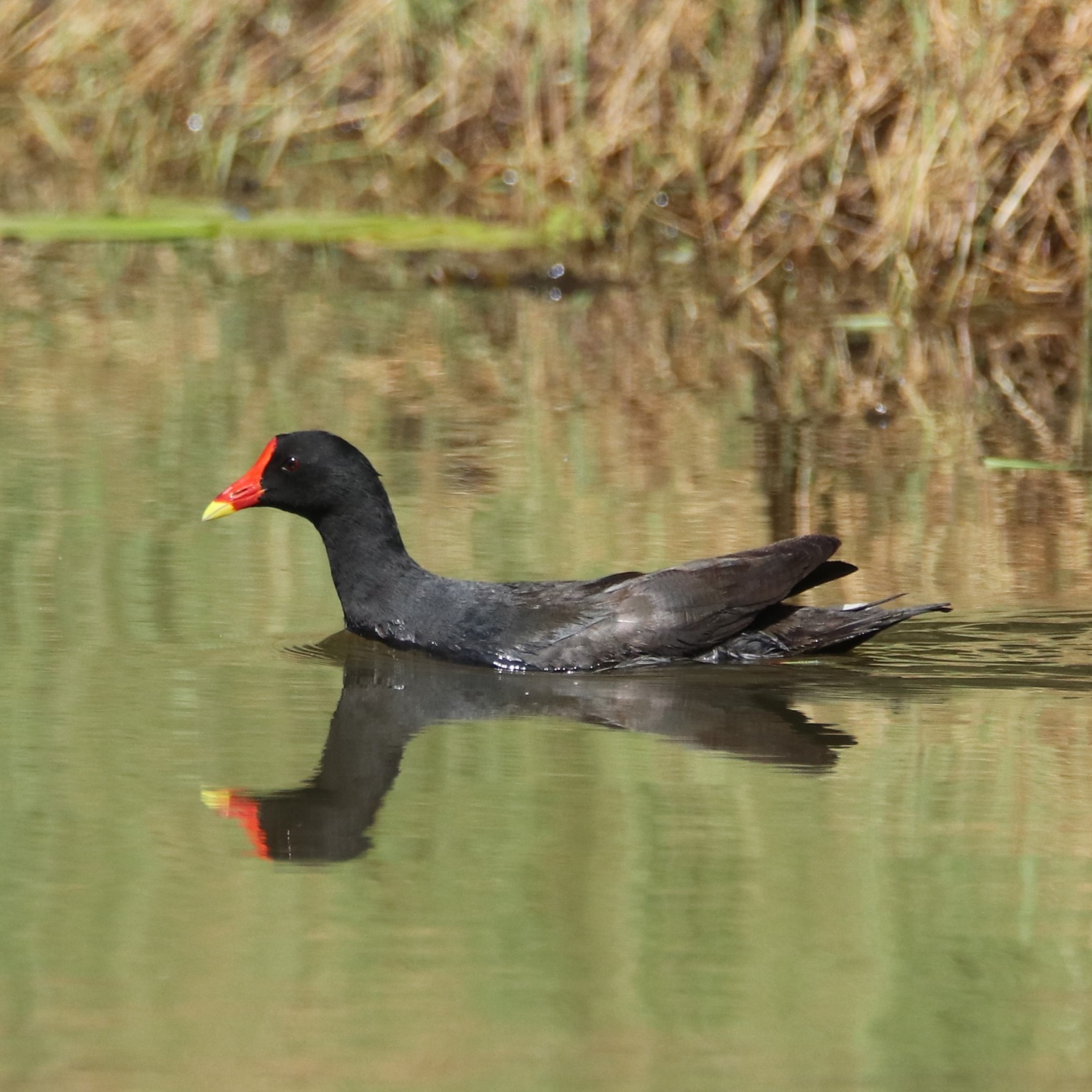 A Common Moorhen foraging along the edges of Lily Lake in Karura Forest.
.
. 
#moorhen #birding #birds_illife #birds_nature #birdsplanet #birdspotting #forestwalk #karuraforest #daytour