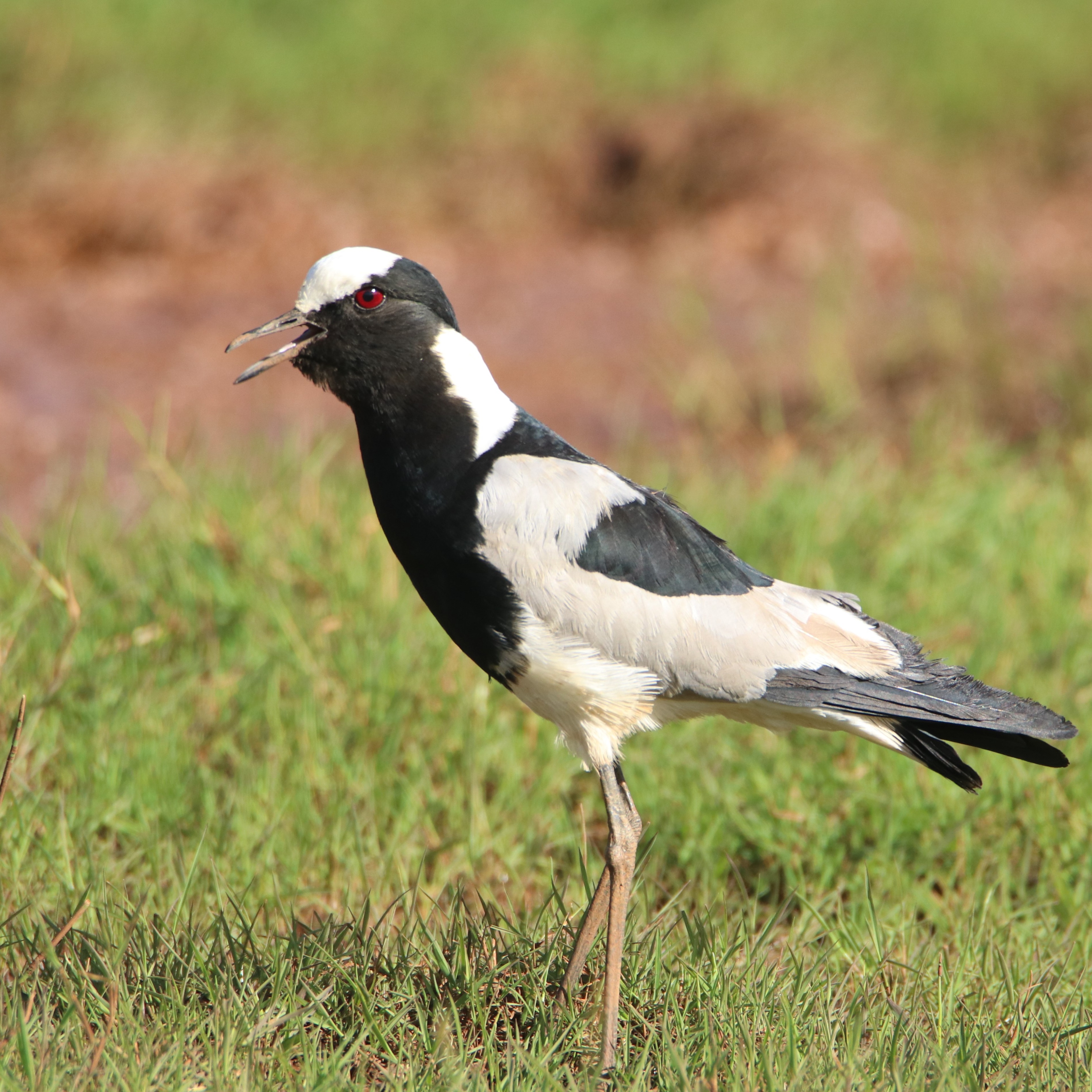The Blacksmith Lapwing is a noisy species, named for its distinctive metallic "tink" calls, which sound like a blacksmith's hammer on an anvil.
.
.
#blacksmith #eye_spy_birds #birdseyeview #birds_nature #birdphoto #africanportraits #bird_brilliance #birdwatchers #vogel #birdingphotography