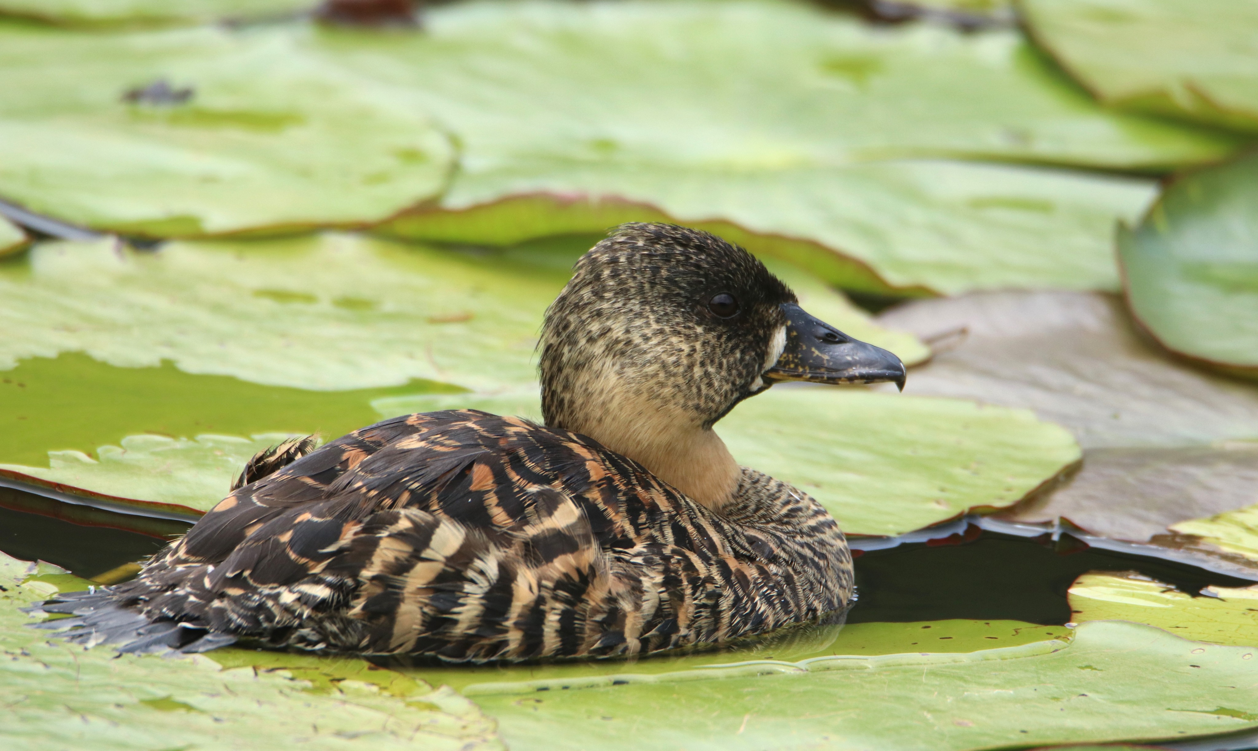 The White-backed Duck favors freshwater bodies with abundant floating vegetation and shallow waters.
.
.
#ducks #eye-spy_birds #african_portraits #ip_birds #africanbirds #bestbirdshots #birds_illife #forestwalk #urbanbirding #elite_worldwide_birds #birdsonearth