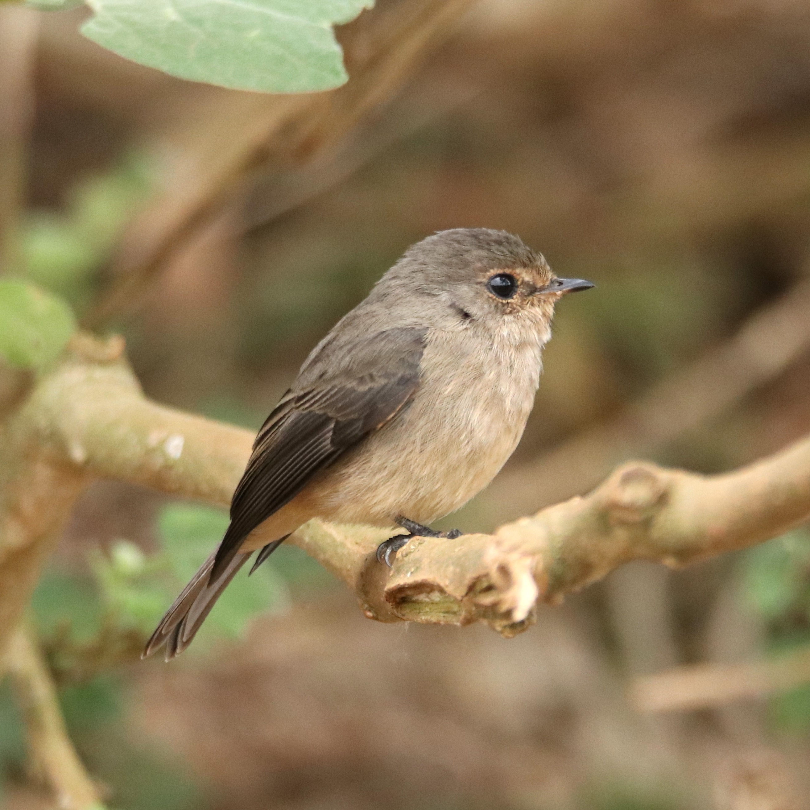 African Dusky Flycatcher
.
.
#eye_spy_birds #flycatcher #ig_birdwatchers #bestbirdshots #nature_cuties #birdphotography #your_best_birds #birds_adored #planetbirds #feather_perfection #birdfreaks