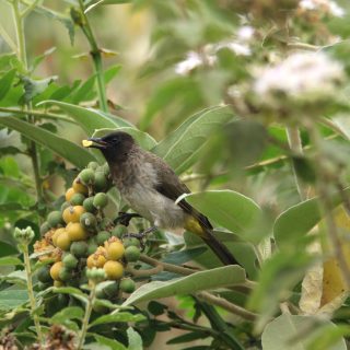 Common Bulbul enjoying a snack
.
.
#bulbul #pocket_birds #birdwatching #birdsofkenya #nature_sultans #planetbirds #visitkenya #birds_illife #birdsonearth