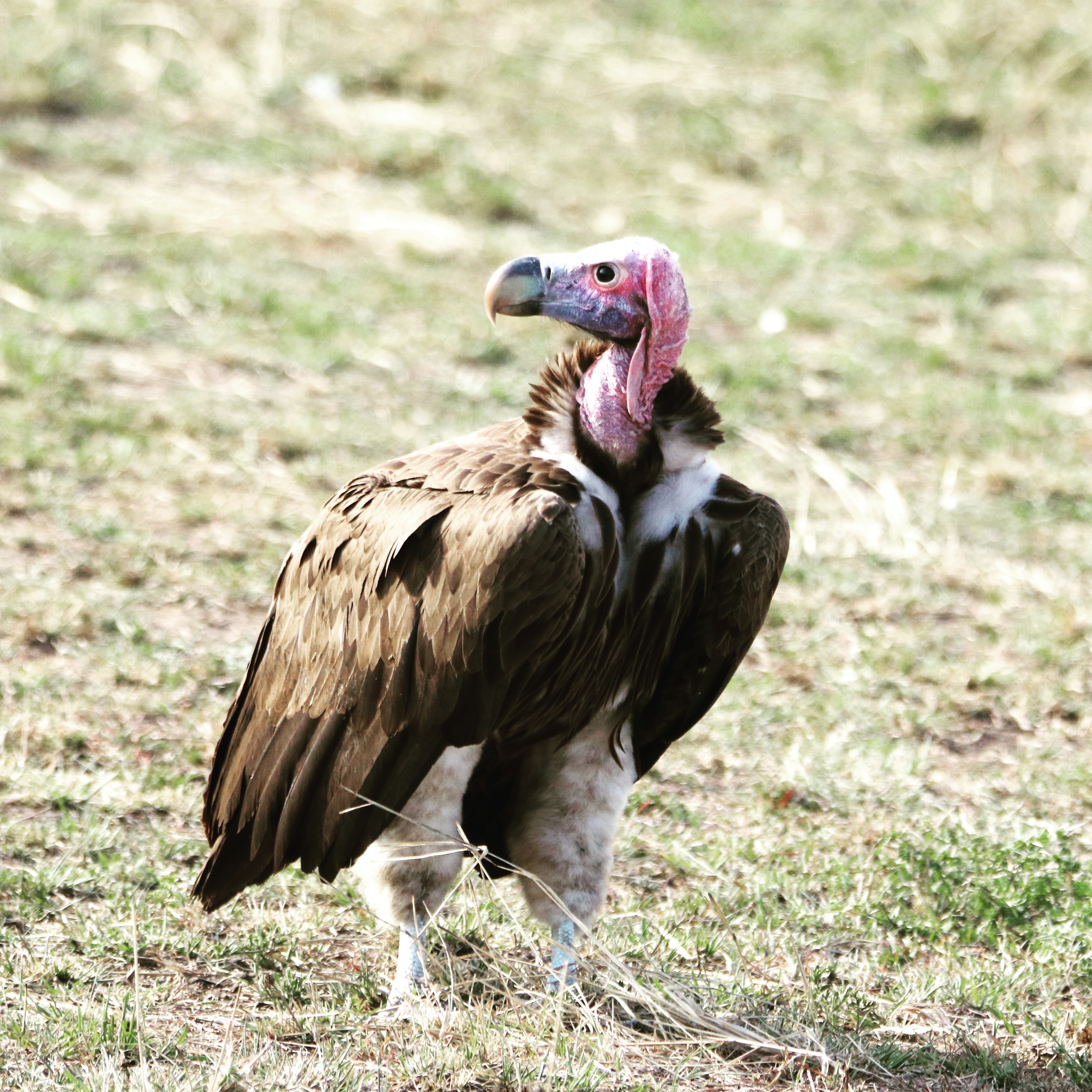 Lappet-faced Vulture in Maasai Mara Reserve plains
.
.
#vulture #africanbirds#eye_spy_birds #bird_brilliance #bestbirdshots #planetbirds #maasaimara #birding #kenyabirds #raptors #splendid_birds #pocket_birds