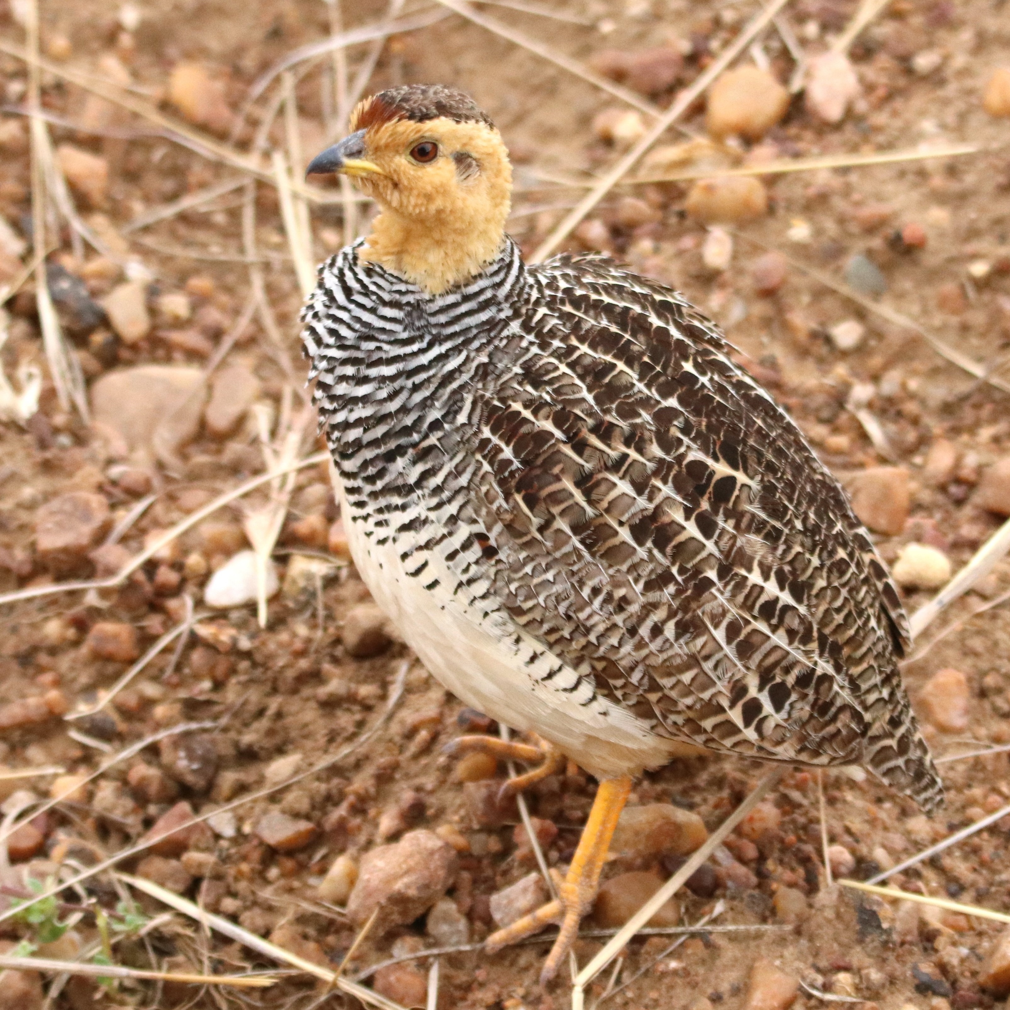 A male Coqui Francolin, which is well-marked with a chestnut rufous head and neck and entirely black and white barred underparts
.
.
#coqui #birdsofkenya #birds_nature #splendid_earth #birdwatchers #fotógrafo #bird_brilliance #planet_birds #birds_illife #ip_birds #birding