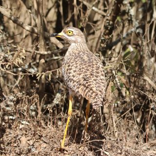 Spotted Thick-knee: note the huge yellow eyes, which give it excellent night vision when it's searching for prey.
.
.
#thickknee #kenyabirds #eye_spy_birds #birdphotography #birds_adored #allmightybirds #splendid_birds #feather_perfection #explore_birds #birdspotting