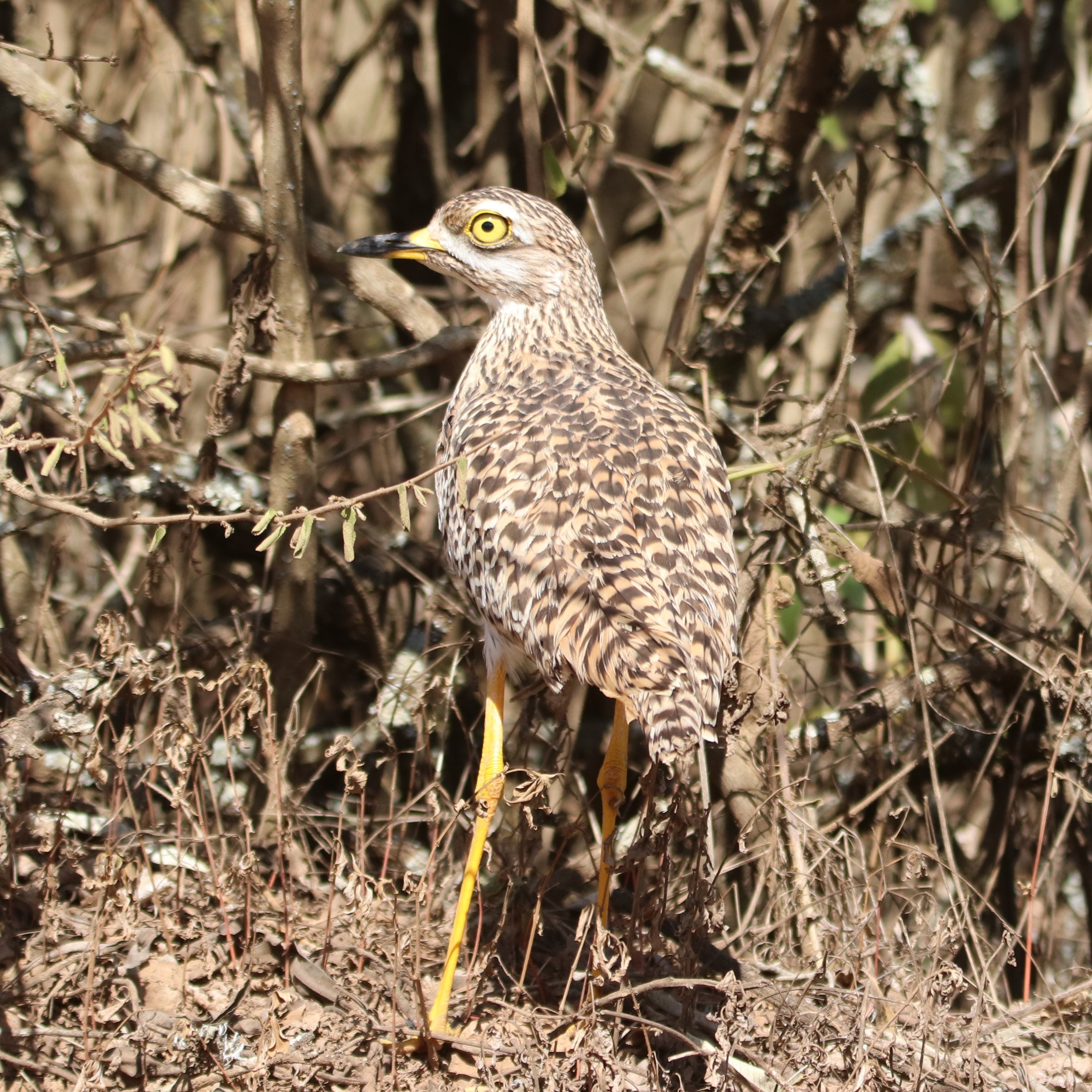 Spotted Thick-knee: note the huge yellow eyes, which give it excellent night vision when it's searching for prey.
.
.
#thickknee #kenyabirds #eye_spy_birds #birdphotography #birds_adored #allmightybirds #splendid_birds #feather_perfection #explore_birds #birdspotting