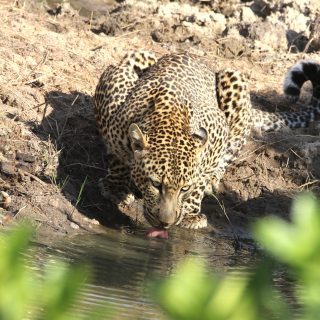 A leopard quenching its thirst in Maasai Mara National Reserve.
.
.
#leopard #catsgram #splendid_animals #wildlife_perfection #earthfocus #animal_sultans #wildlifelovers #wildlifeplanet #wildlifephotographer #raw_africa_cats #animals_illife