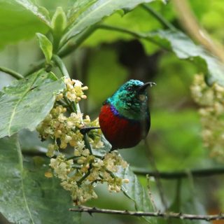 Northern Double-collared Sunbird in Kinale Forest
.
.
#sunbirds #birds_nature #beautifulviews #best_moments_nature #birding #pocket_birds #your_best_birdshot #forestlife #birdphoto #nature_sultans