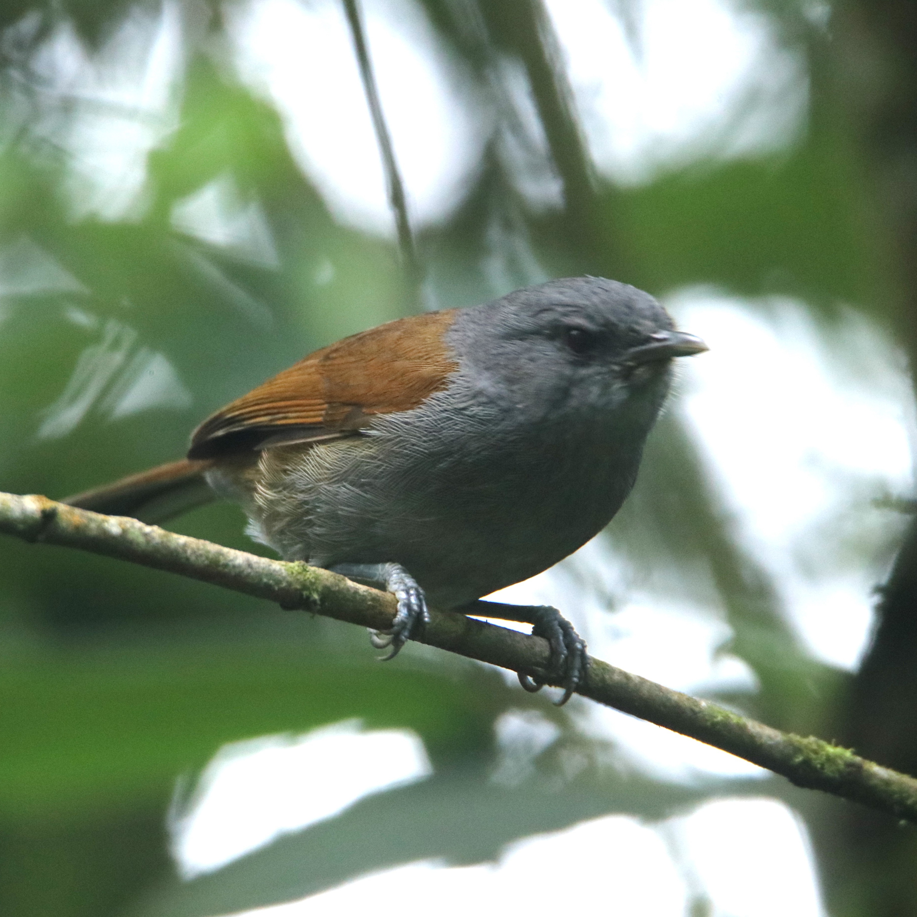African Hill Babbler in Kinale Forest
.
.
#babbler #eye_spy_birds #forestwalk #birds_illife #birdspotting #birdphotography #best_moments_nature #pocket_birds #bird_brilliance #birdwatching #splendid_animals #birds_nature
