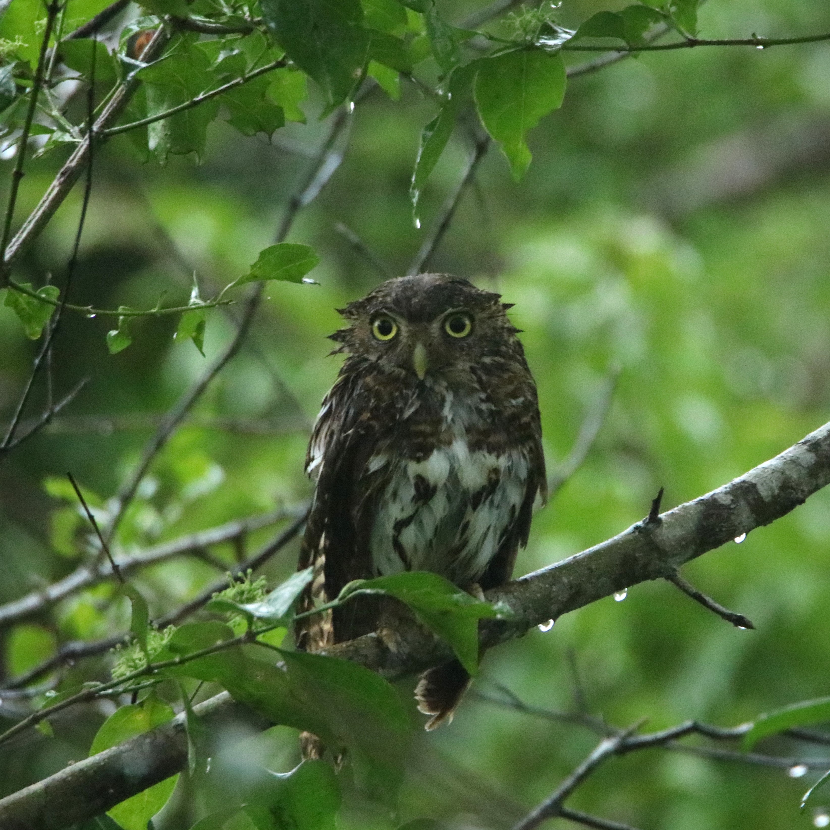 A wet African Barred Owlet in Arabuko Sokoke Forest
.
.
#owlet #eye_spy_birds #arabukosokoke #african_portraits #owls #pocket_birds #birdspotting #nature_sultans #birds_illife #birding #photography📷