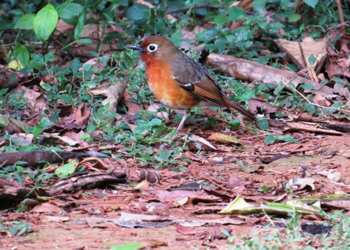 Day birding Gatamaiyu Forest