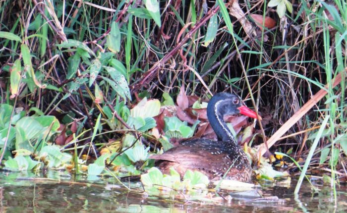 Birds of Uganda tours