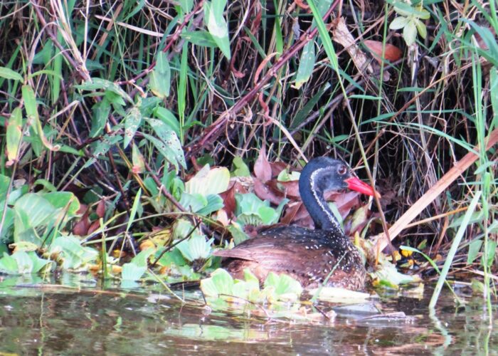 Birds of Uganda tours