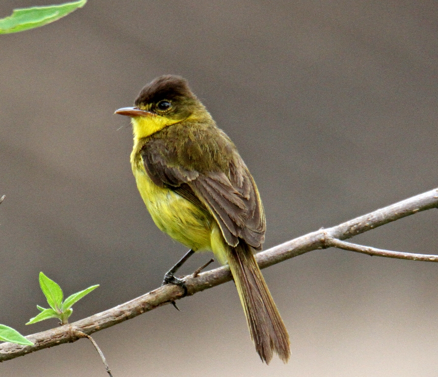Kinangop Plateau Birding