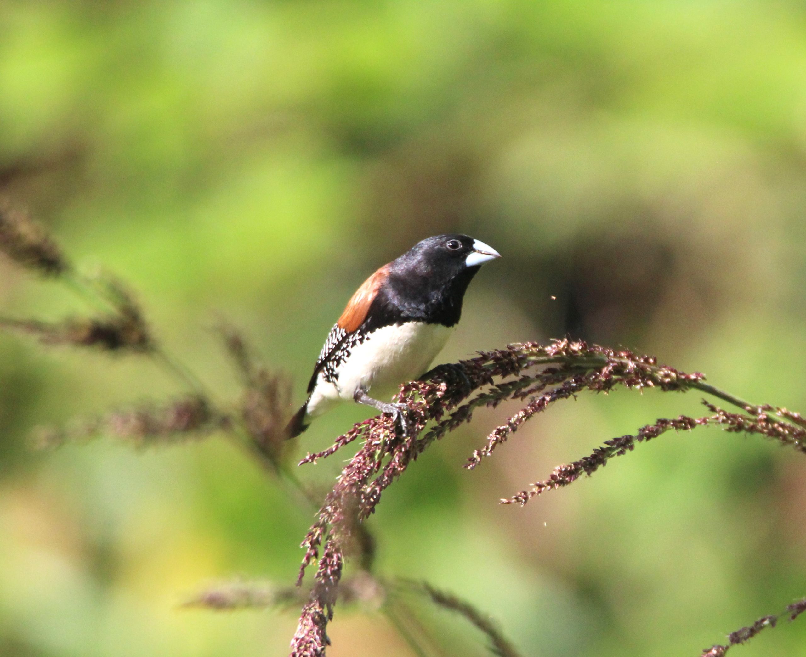 Gatamaiyu Forest Birding