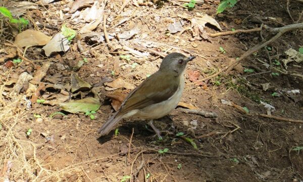 Gatamaiyu forest birding