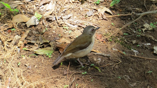 Gatamaiyu forest birding