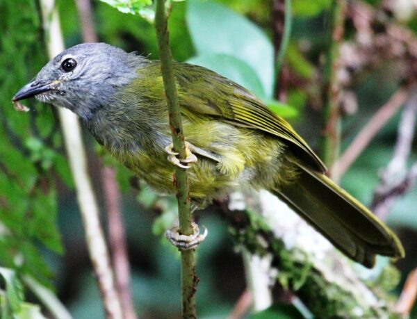 Gatamaiyu Forest Birding