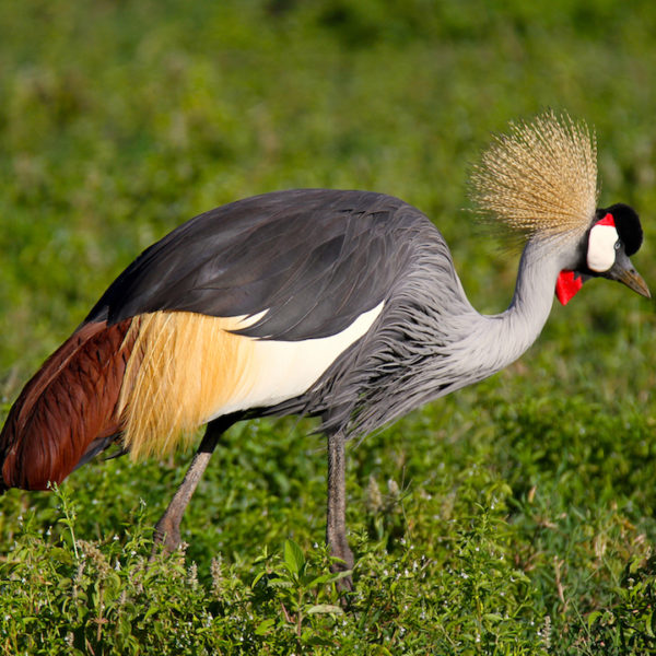 Nairobi National Park Birding
