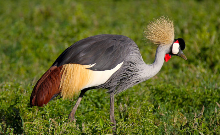 Nairobi National Park Birding