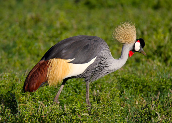 Nairobi National Park Birding