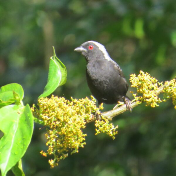 Gatamaiyu forest birding