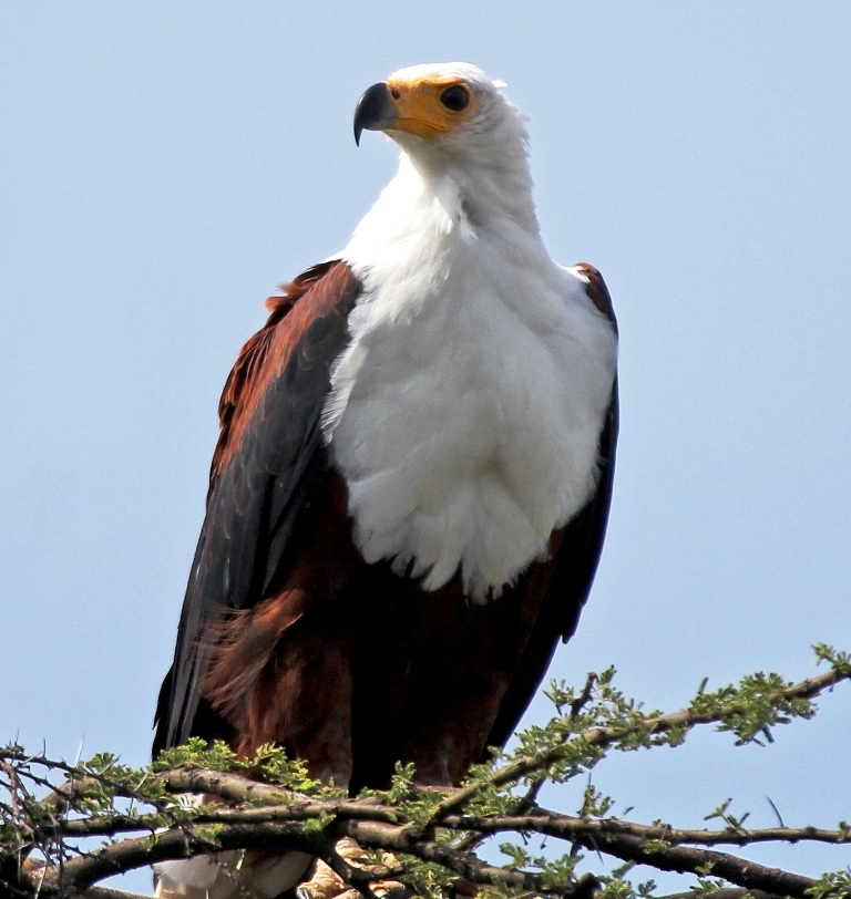 Lake Naivasha Birding Tour