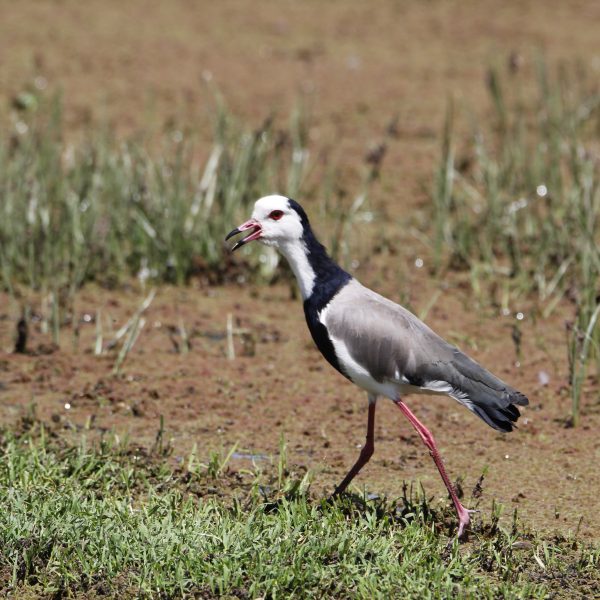 Lake Naivasha Birding