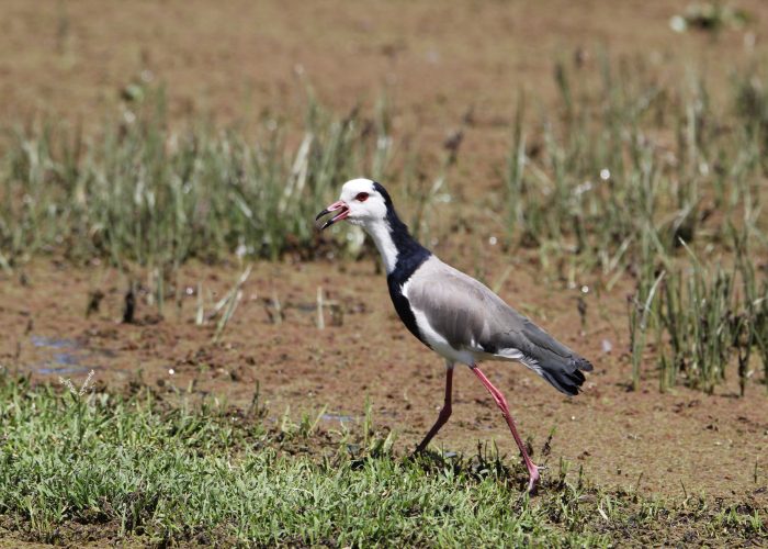 Lake Naivasha Birding