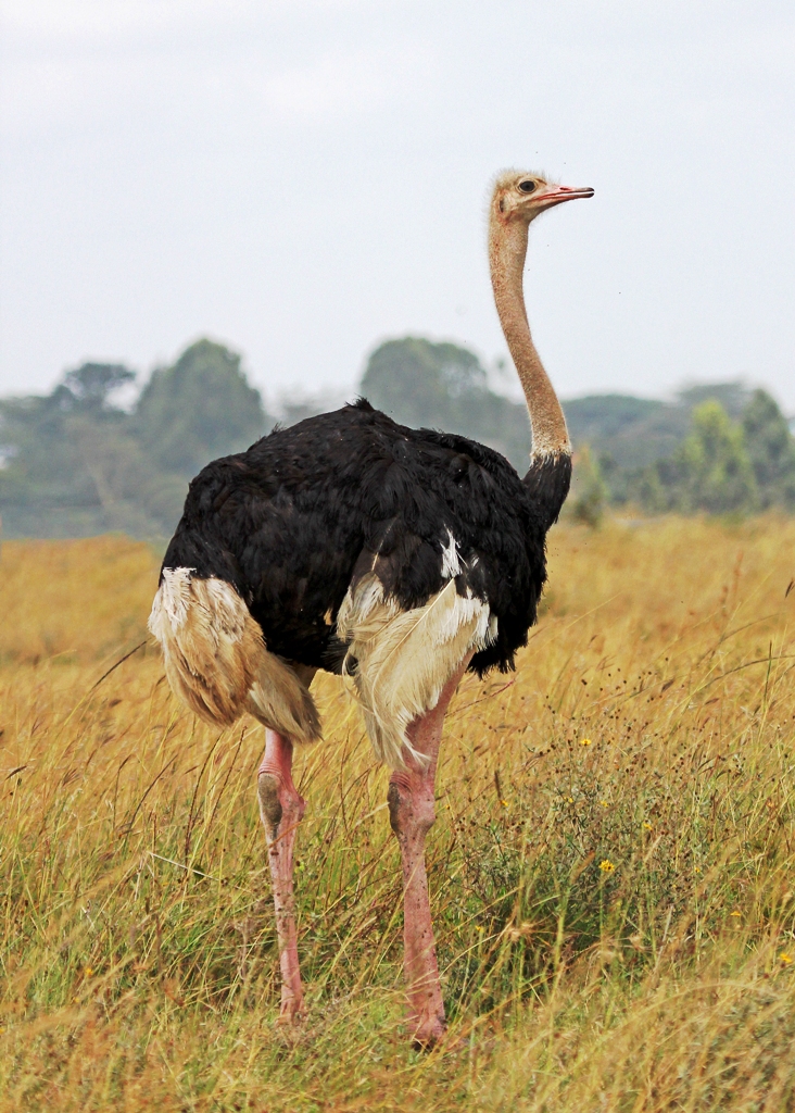 Birdwatching Nairobi National Park