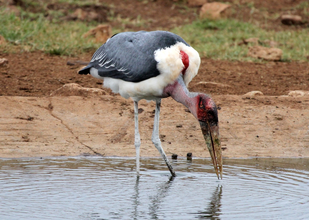 Day Birding Nairobi