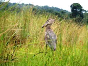 Uganda Birdwatching safaris