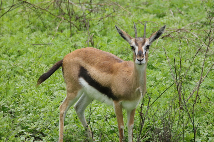 Nairobi National Park Birding